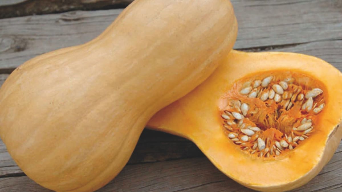 Manejo pós-colheita pode dobrar teor de açúcar e elevar proteínas de abóboras, diz estudo