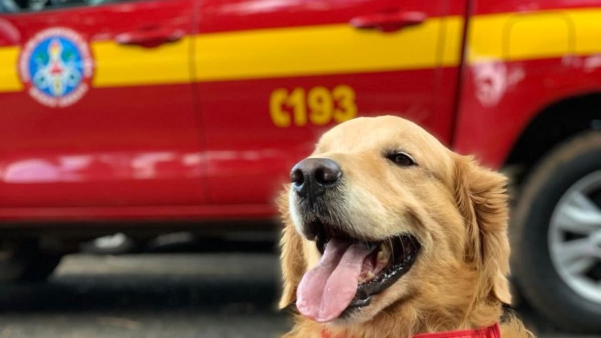 Cão Thor, do Canil de Busca e Resgate dos Bombeiros de Uberaba, morre aos 11 anos