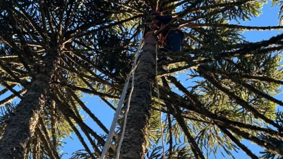 Adolescente sofre choque elétrico enquanto colhia pinhão em Painel, SC