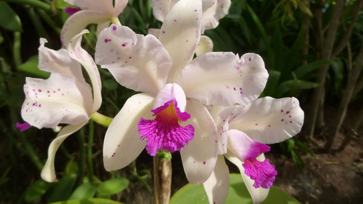 Exposição Orquídeas no Jardim destaca cattleyas e híbridos no Jardim Botânico do Rio