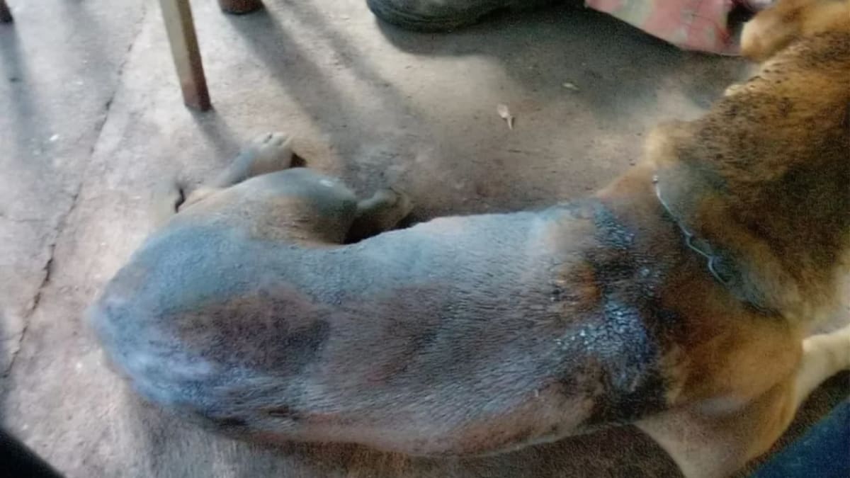 Homem é multado em R$ 50 mil após morte de cachorro vítima de maus-tratos em Aparecida