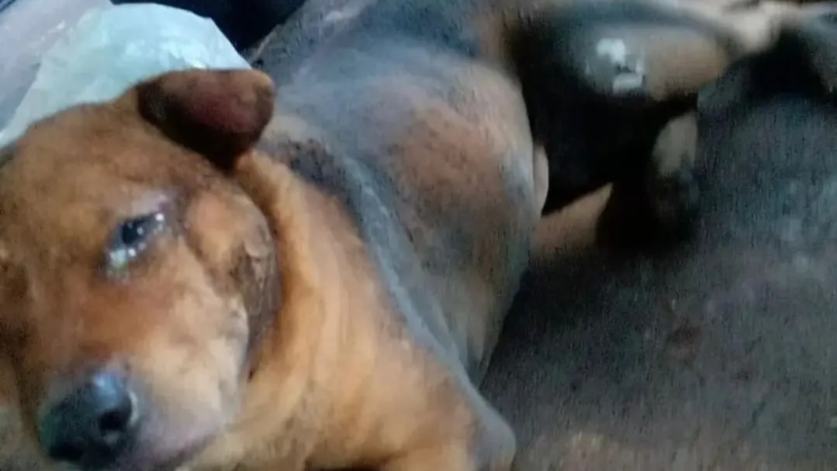 Prefeitura de Aparecida multa mecânico que matou cachorro queimado em R$ 50 mil