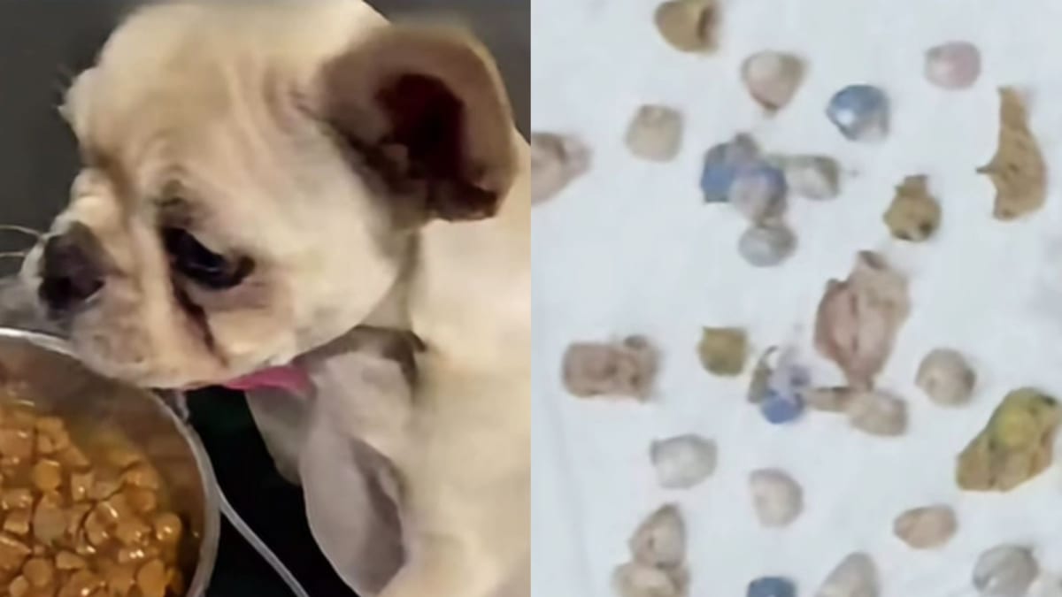 Veterinários retiram 55 pedras de crack do estômago de cadela em Joinville