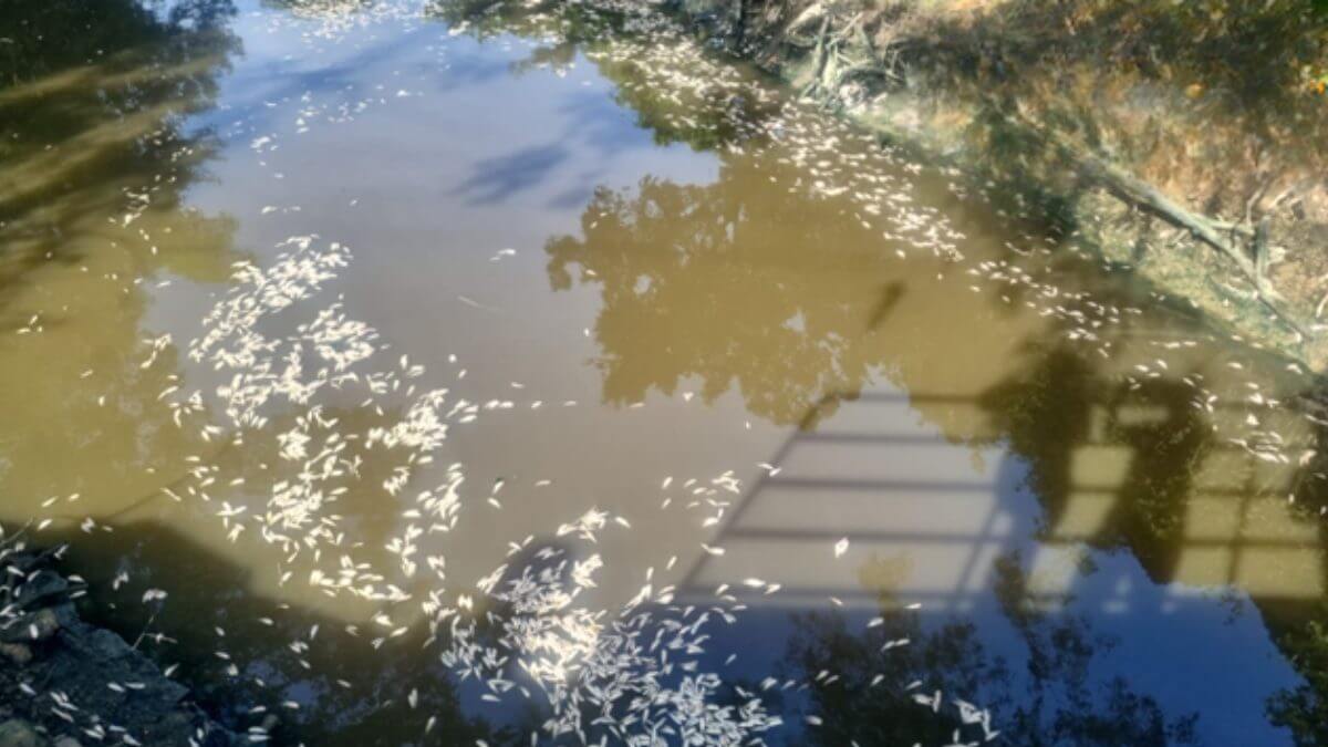 Polícia Militar Ambiental esclarece motivo da morte de milhares de peixes no Rio Imaruim, em Palhoça