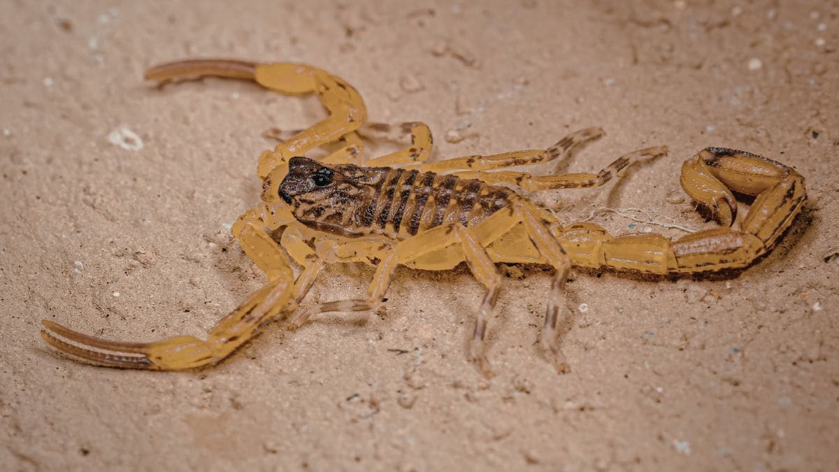 Condomínio em Biguaçu registra infestação com mais de 200 escorpiões-amarelos