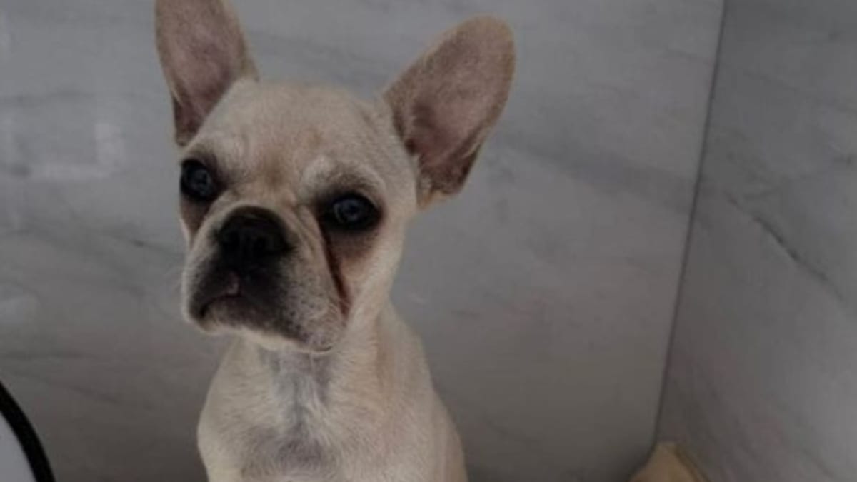 Tutora é presa após cachorra ingerir 55 pedras de crack em Joinville