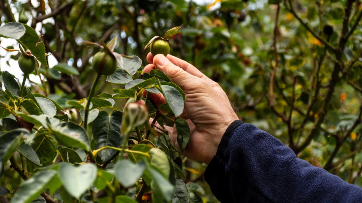 Rio Grande do Sul inicia colheita da oliva com previsão de safra recorde e avanço na produção de azeite