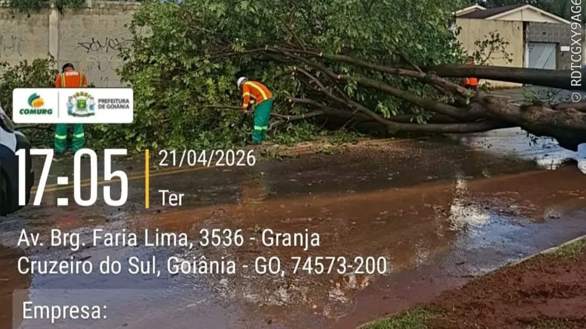Chuva desta terça-feira provoca queda de 14 árvores e 10 galhos em Goiânia