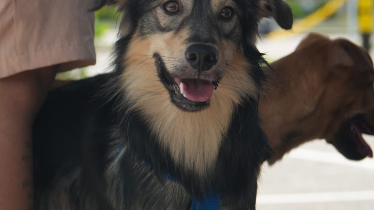 Palestra sobre esterilização de cães e gatos acontece em unidade do Castramóvel no Santíssimo