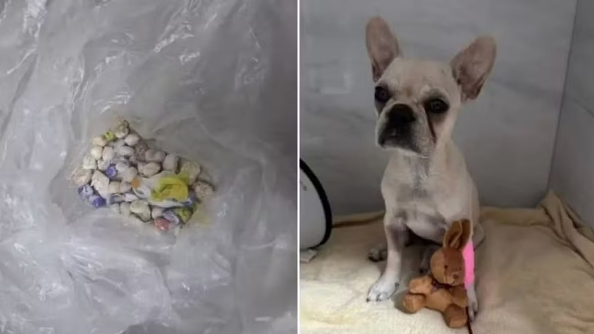 Tutora é solta e usará tornozeleira após filhote de buldogue engolir 55 pedras de crack em Joinville