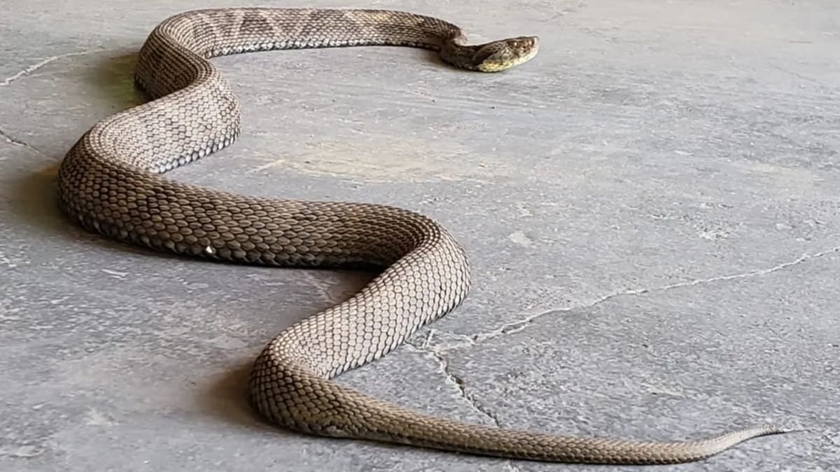 Goiás registra 584 acidentes com picadas de cobra entre janeiro e abril de 2026