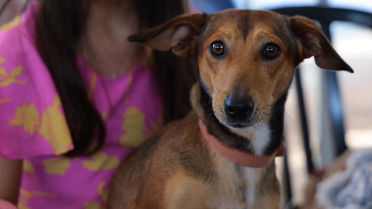 Aparecida de Goiânia realiza mutirão com castração gratuita de cães neste sábado
