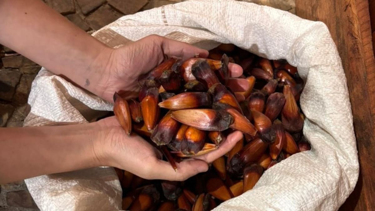 Governo de São Paulo lança programa com pagamento de até R$ 36 mil para conservação da araucária