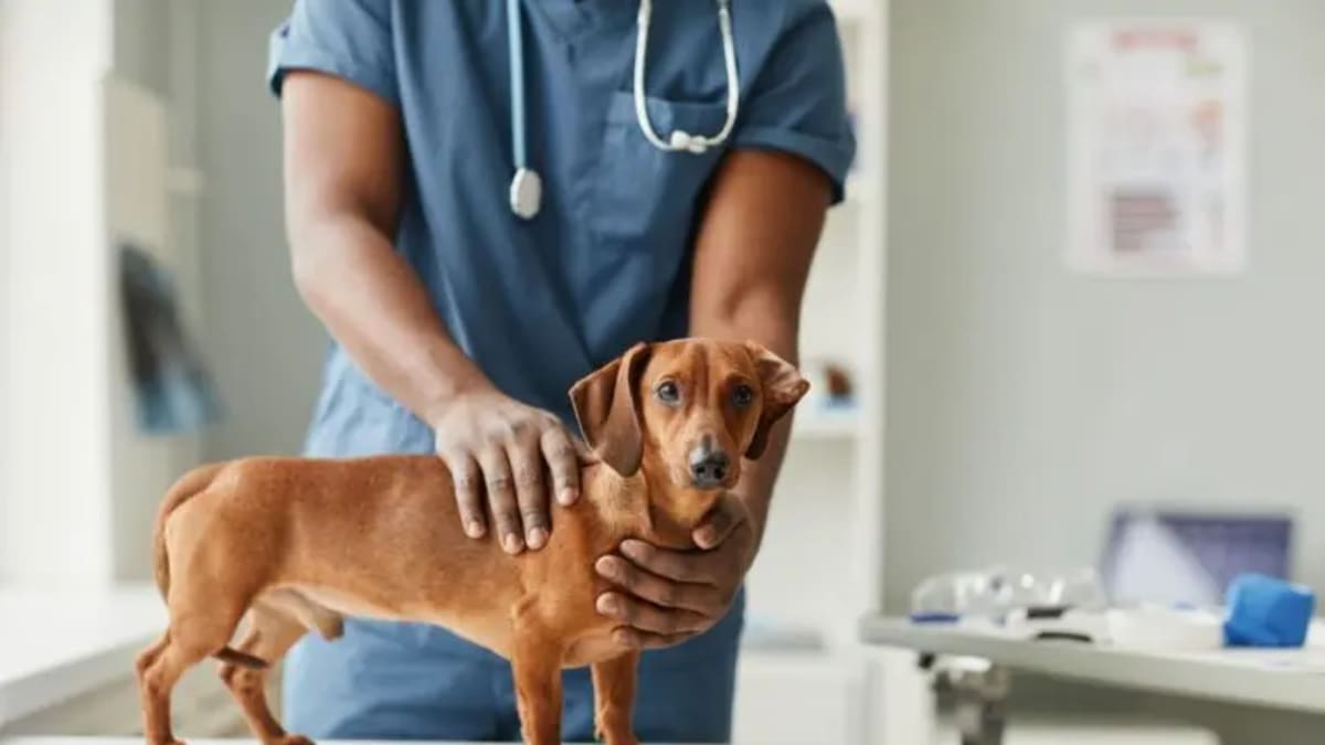 Castramóvel oferece castração gratuita para cães em Aparecida de Goiânia