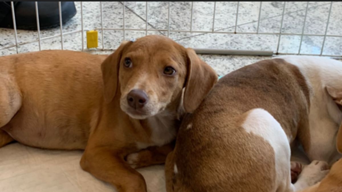 Shopping Nova Iguaçu realiza campanha de adoção de cães e gatos