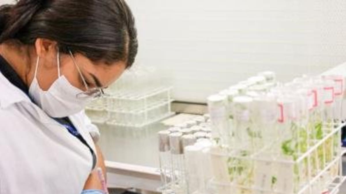 Bahia celebra avanços na produção de mandioca com novas variedades e tecnologias