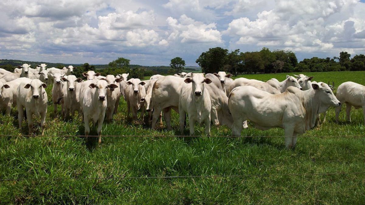 Dia Nacional do Boi destaca importância da bovinocultura no Espírito Santo