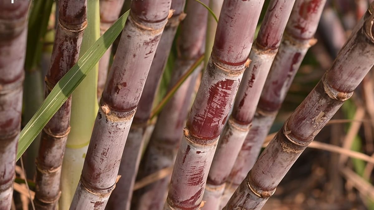 Safra 2026/27 de cana-de-açúcar em Minas Gerais deve crescer 11,6%
