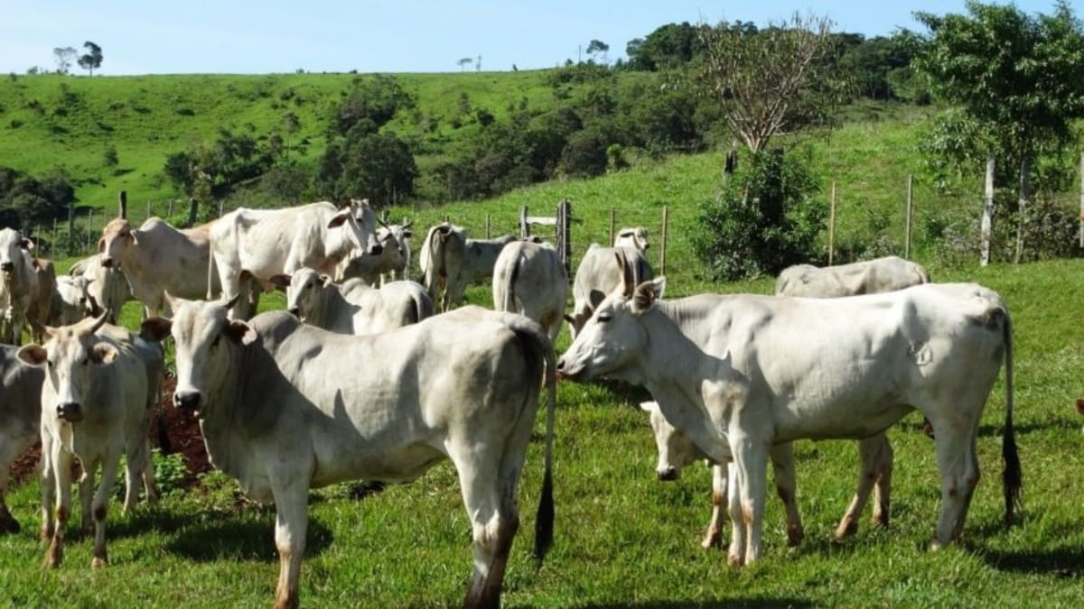 CNJ estabelece novas diretrizes para recuperação judicial no agronegócio