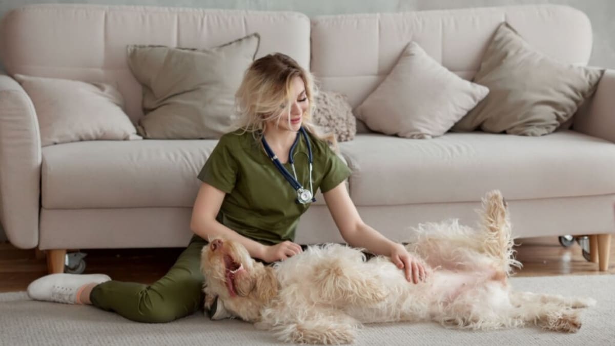 Osso para cachorro: cinco perigos para a saúde do animal