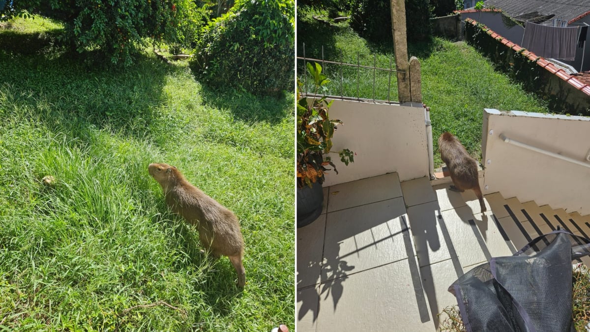 Capivara invade casas em Florianópolis e bombeiros fazem resgate