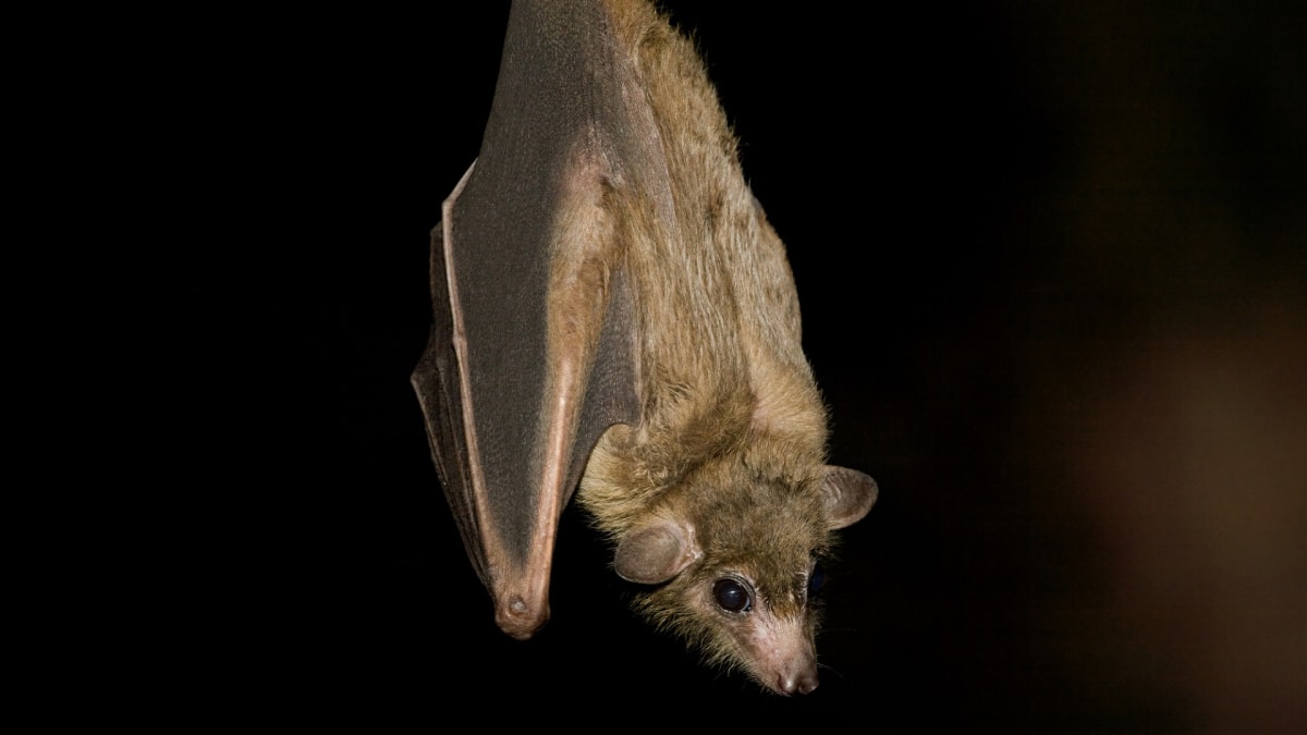 Caso de raiva animal confirmado em morcego morto no bairro Capelinha, Betim