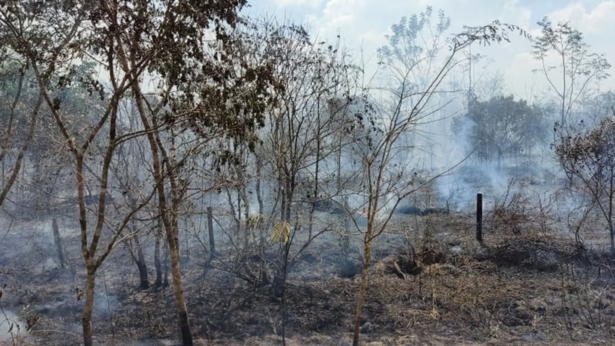 Estudos indicam secas mais longas e alteração no padrão de chuvas na Amazônia