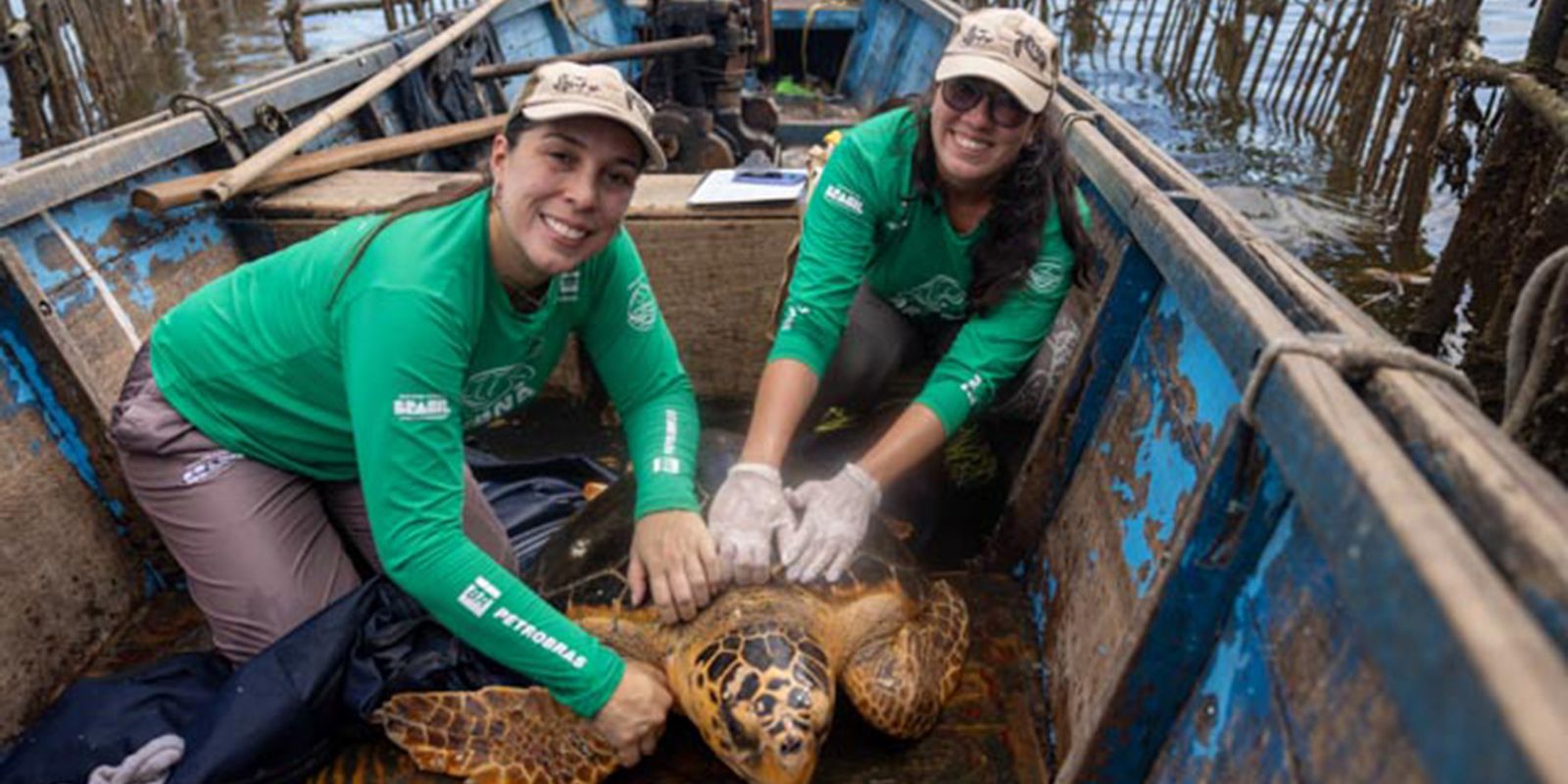 Reaparecimento de tartarugas-cabeçudas na Baía de Guanabara chama atenção