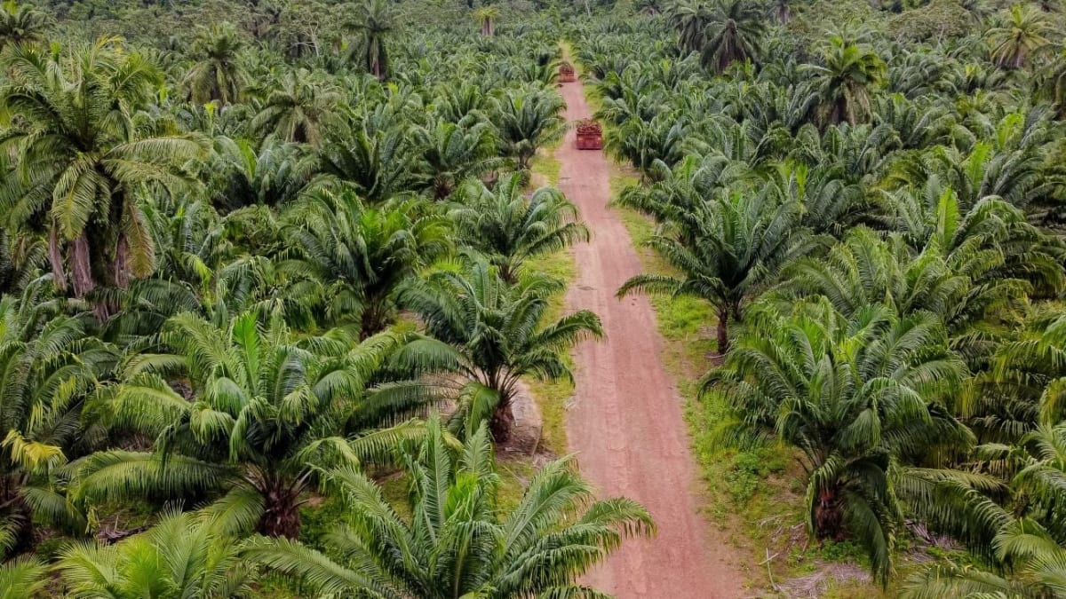Produção de dendê cresce no Brasil com Pará concentrando quase 100% da atividade
