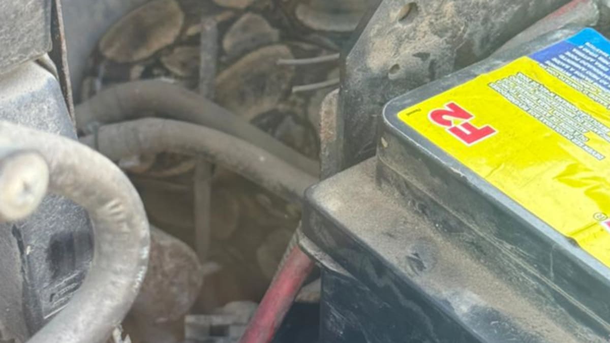 Jiboia é resgatada dentro do motor de carro em Araruama