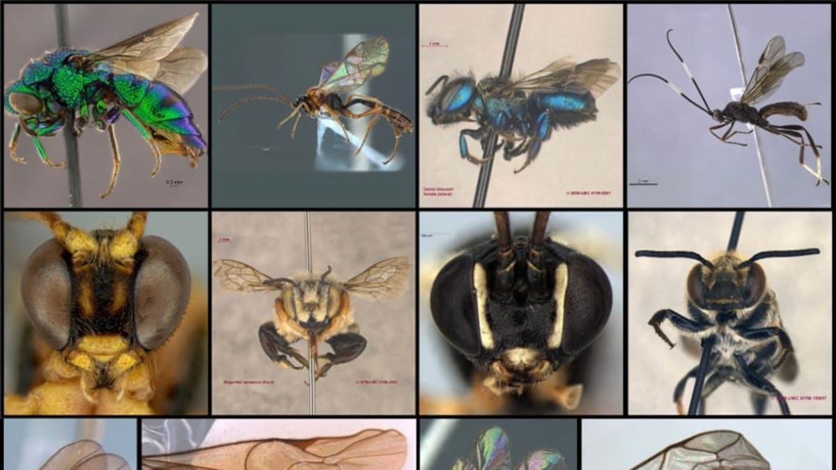 Inteligência artificial automatiza identificação de vespas para controle biológico na agricultura