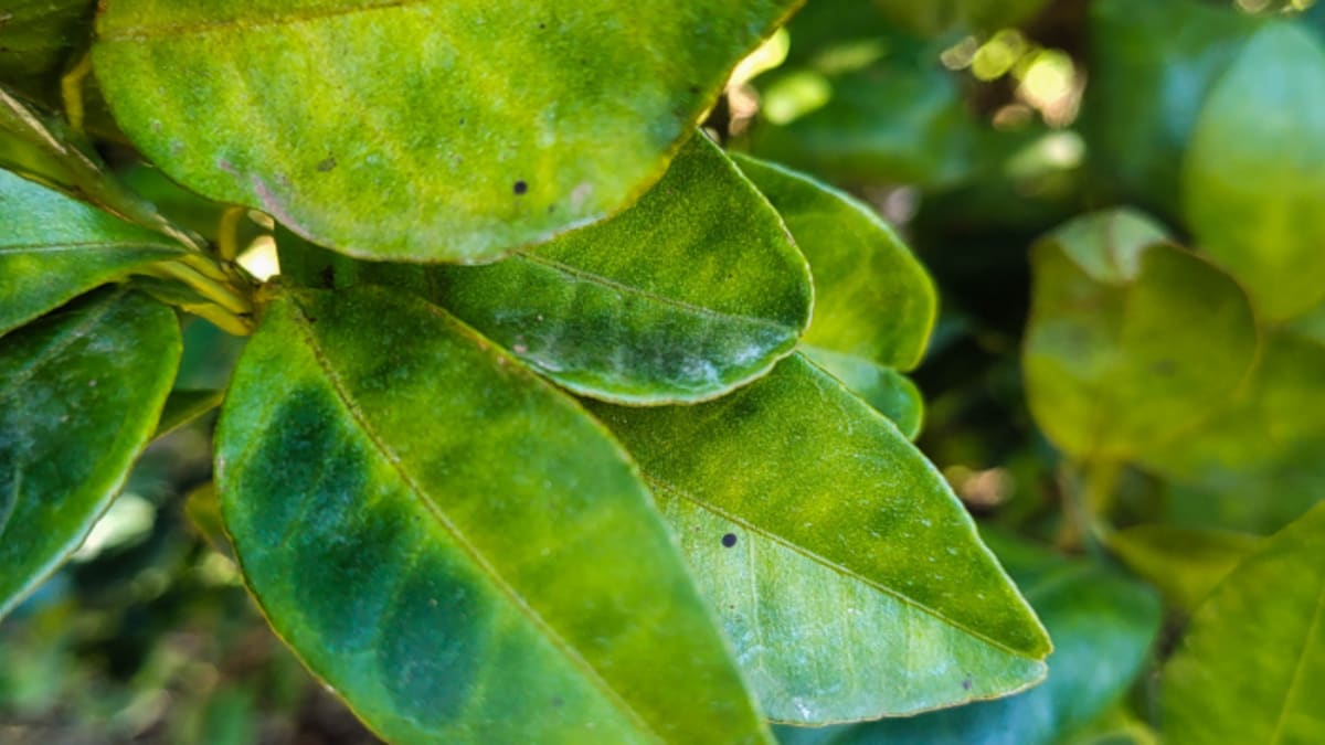 Um ano da proibição da murta em São Paulo para combater o greening