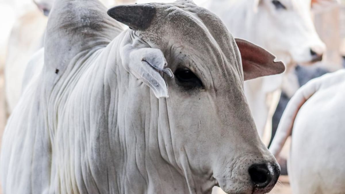 Indicador Boi Gordo Cepea fecha abril em queda com menor liquidez no mercado físico