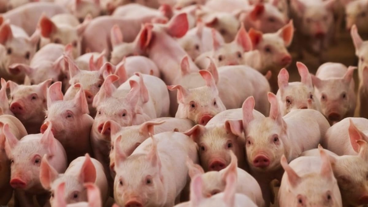 Suinocultura mineira enfrenta prejuízos com preços abaixo do custo