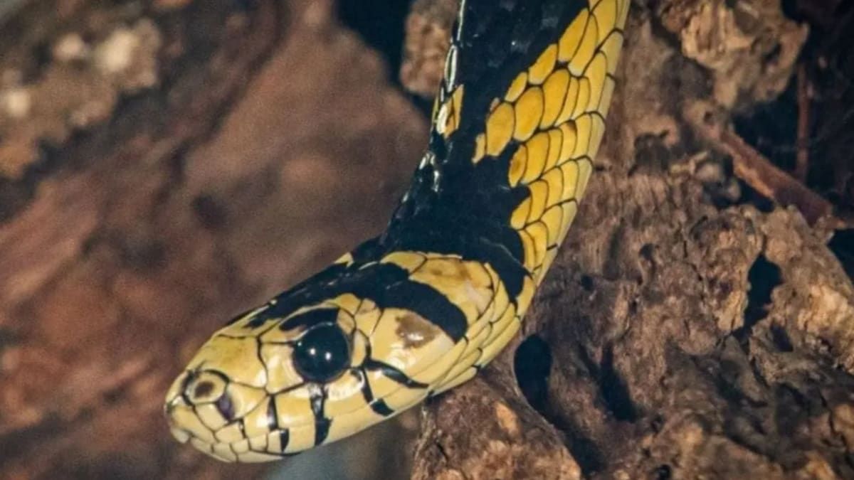 Jovem é picado por cobra no rosto enquanto trabalhava em bananal no Norte de SC