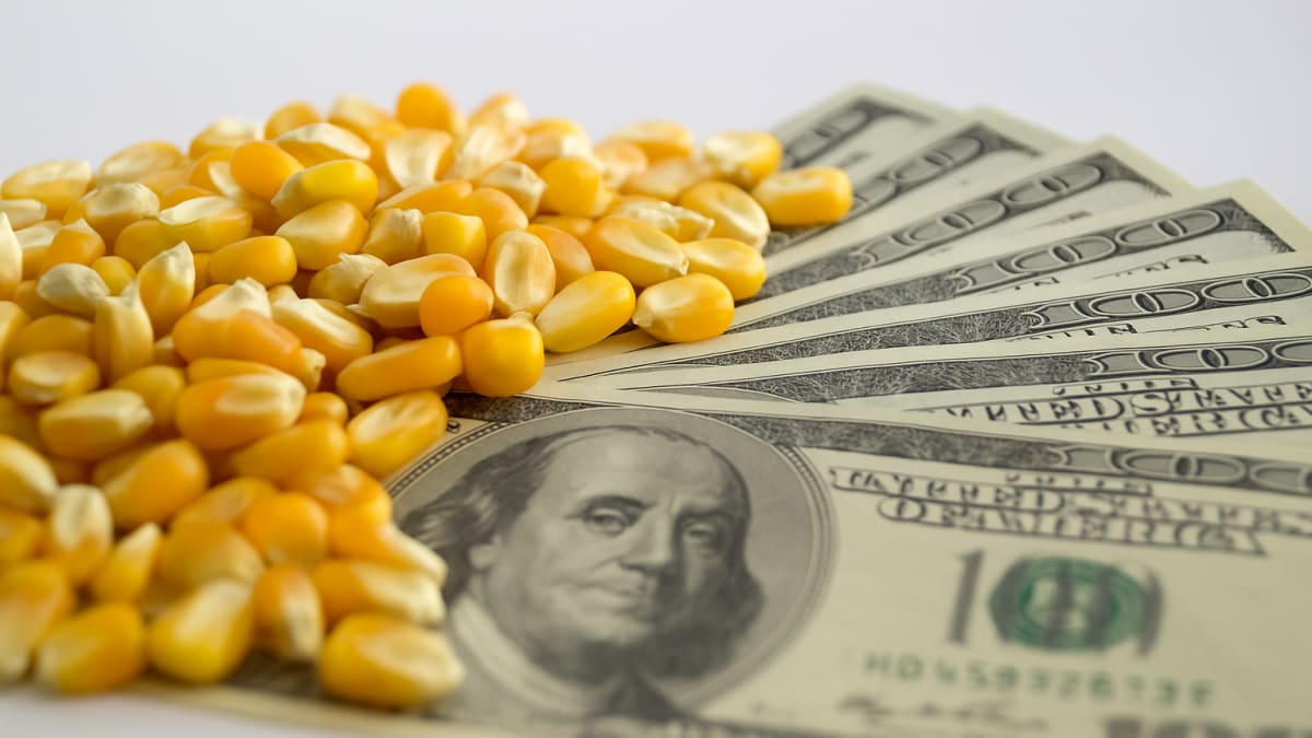 Mercado do milho inicia semana com alerta climático, dólar forte e demanda aquecida