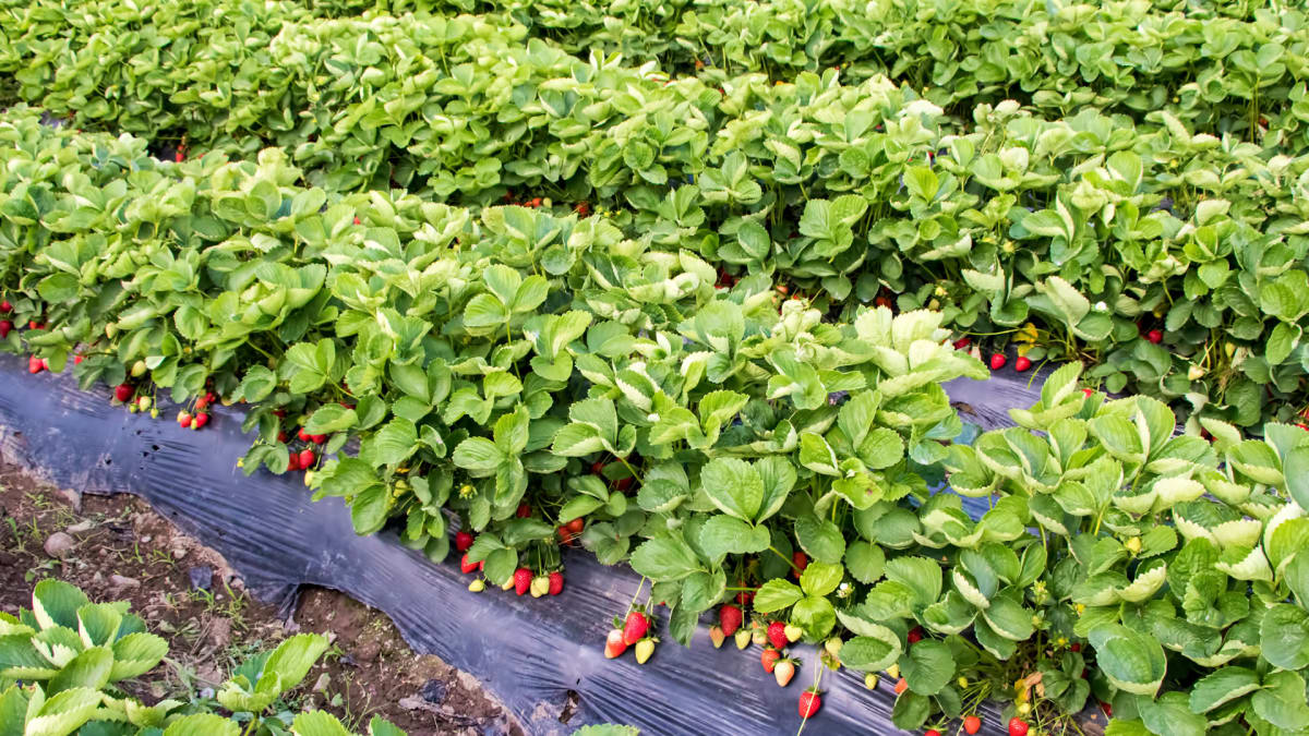 Pulgão-da-raiz deixa produtores de morango em alerta no Brasil