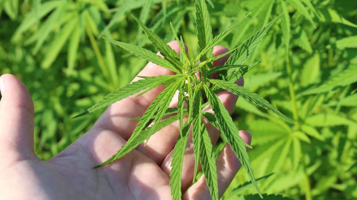 Câmara do Rio analisa projeto que cria multa para uso de drogas ilícitas em locais públicos