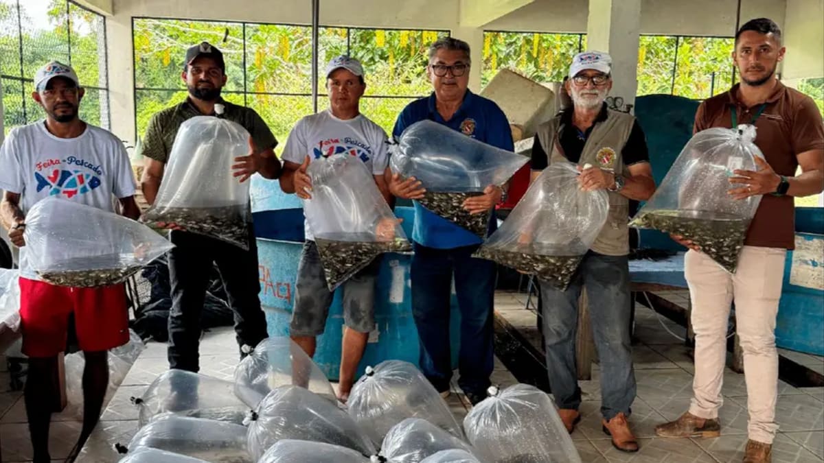 Entrega de 100 mil alevinos beneficia 200 produtores e amplia oferta de tambaqui no Pará