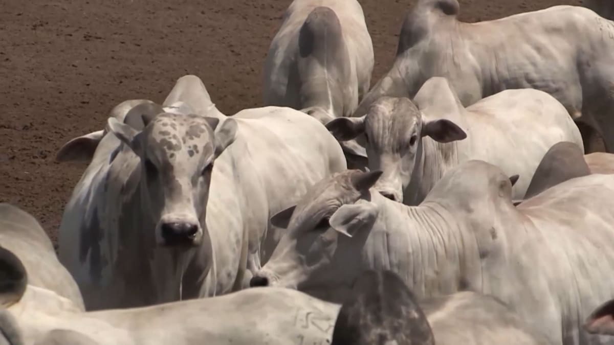Mercado do boi gordo inicia maio com ritmo lento e queda pontual de preços