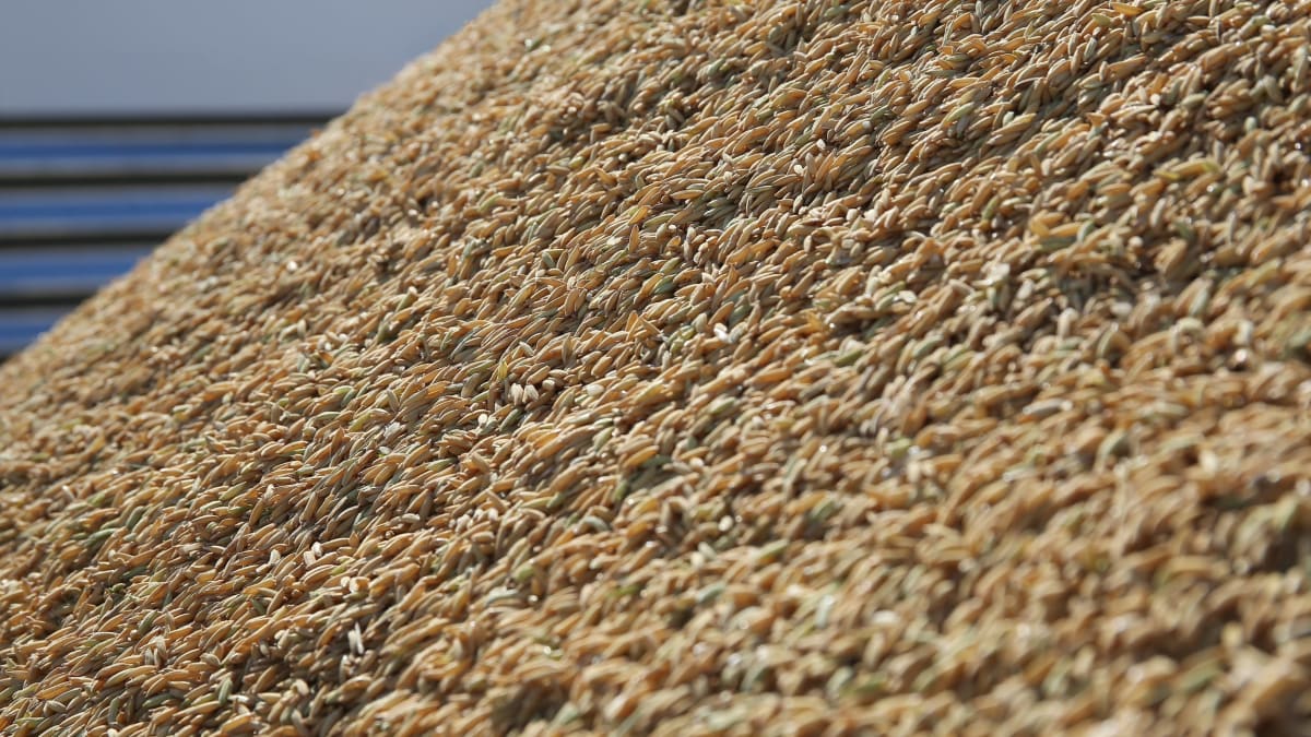 Leilão de arroz é considerado um sucesso e Federarroz defende novo edital