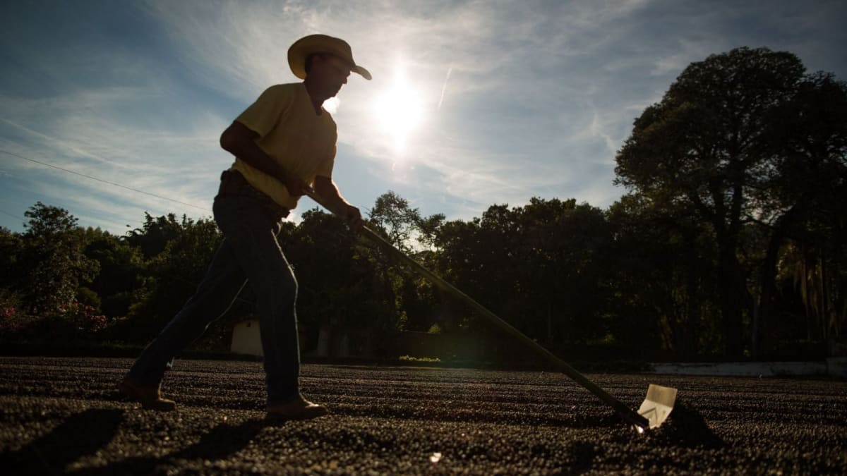 Emprego no agronegócio alcança recorde histórico com 28,4 milhões de ocupados em 2025