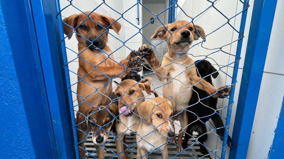 Itapema registra queda na procura por adoção de cães e mais de 60 aguardam por um novo lar