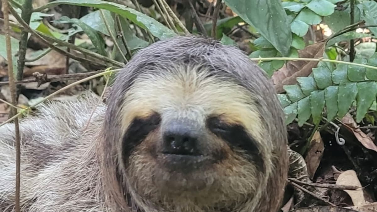 Bicho-preguiça é solto na Reserva Ecológica Estadual da Juatinga, em Paraty
