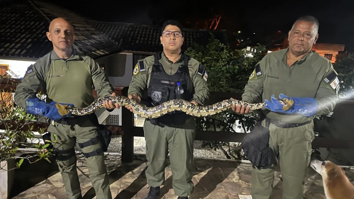 Jiboia de mais de 2 metros é encontrada dentro de casa em Niterói