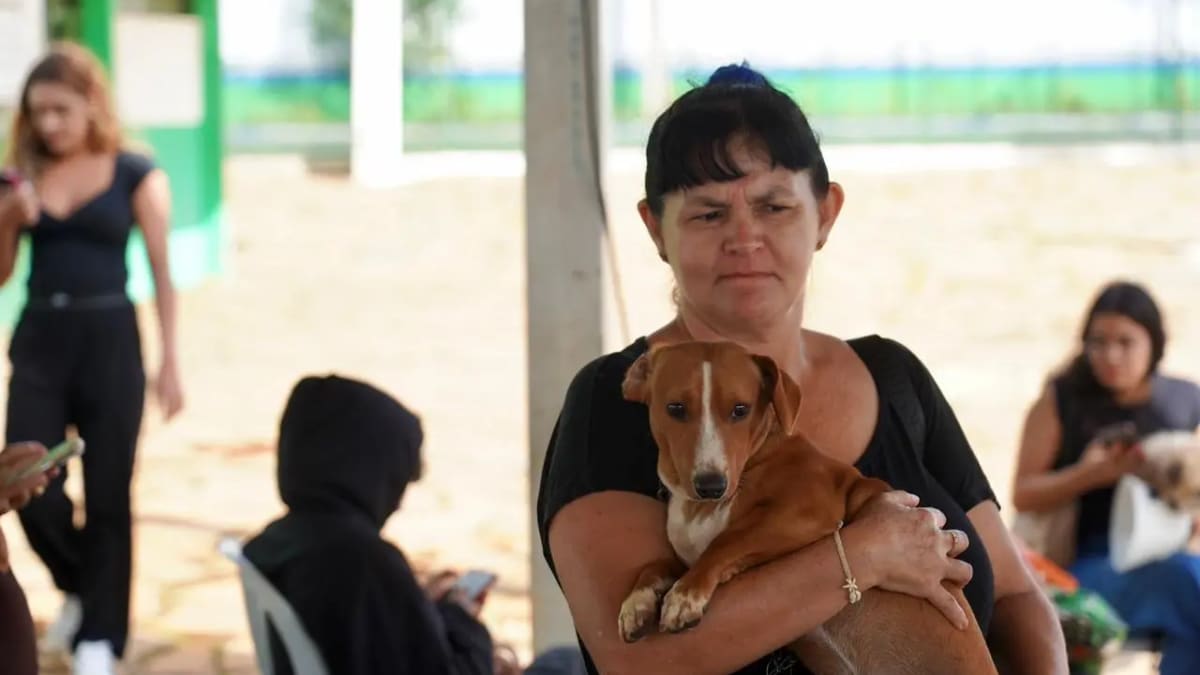 Castramóvel atende cães e gatos gratuitamente em Goiás; saiba quando e onde participar