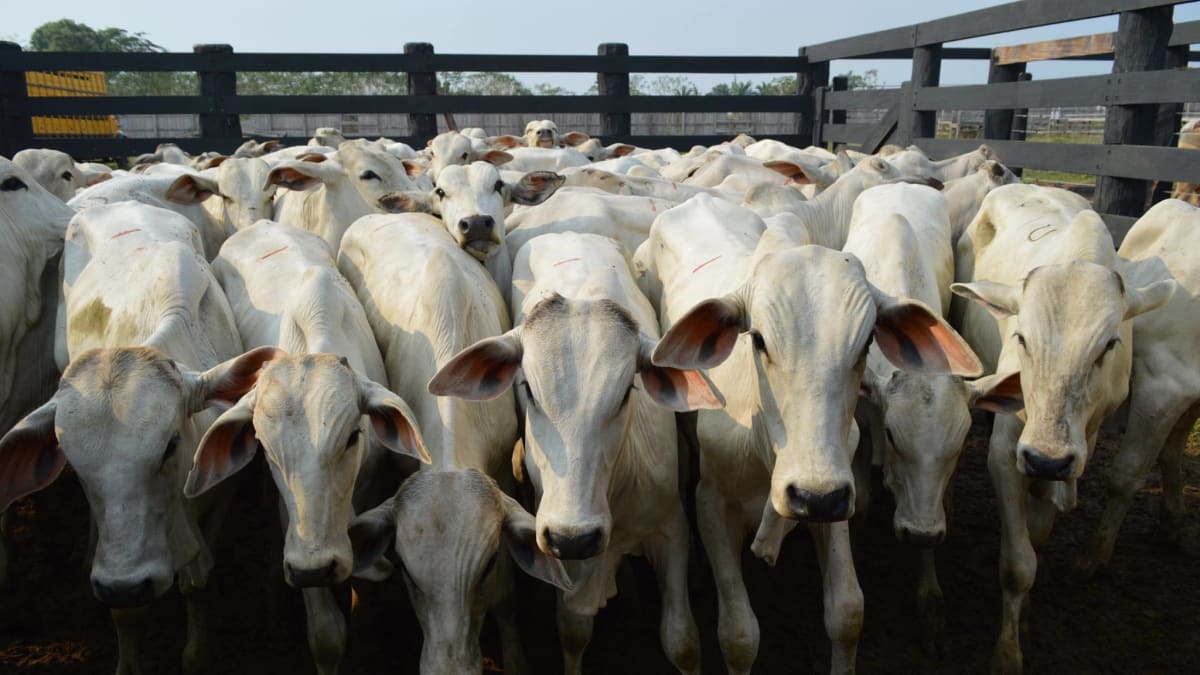 Escalas de abate confortáveis mantêm mercado bovino estável, mas clima afeta negociações
