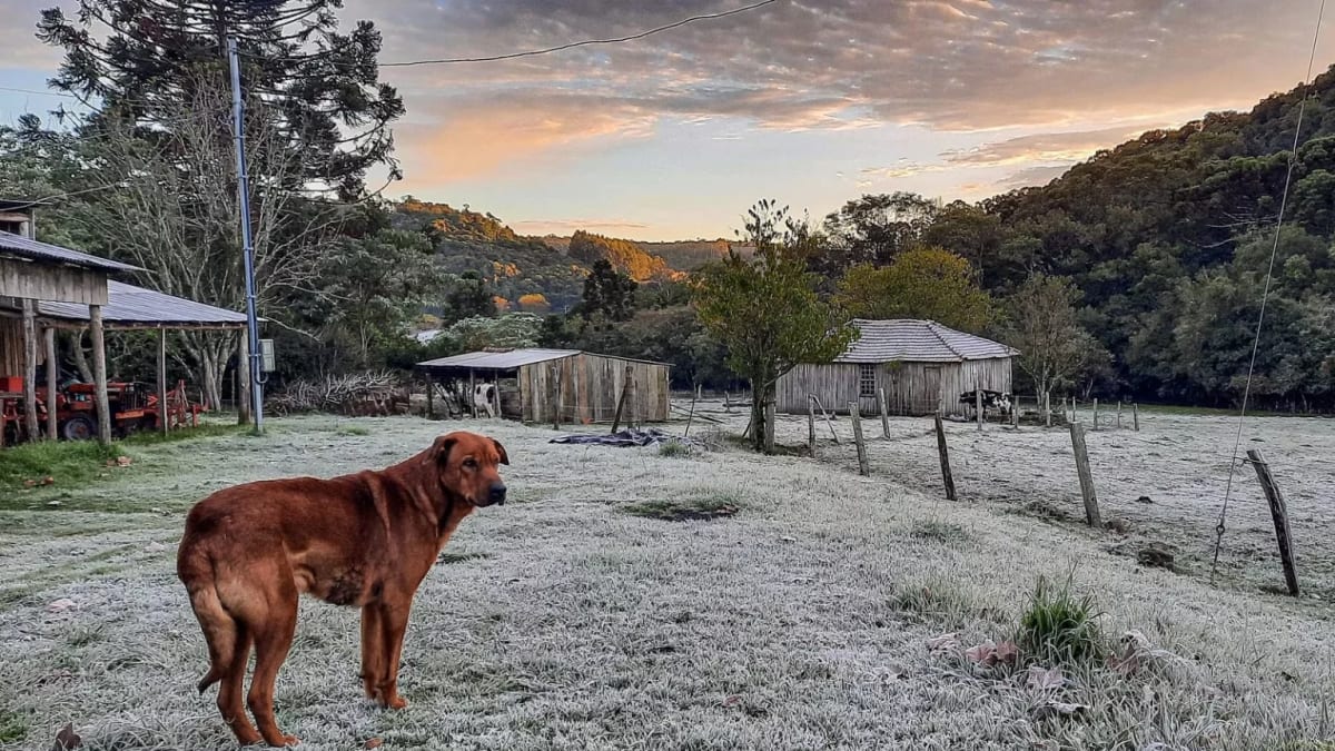 Frio intenso e neblina marcam amanhecer na Serra Gaúcha com temperaturas próximas a 1°C