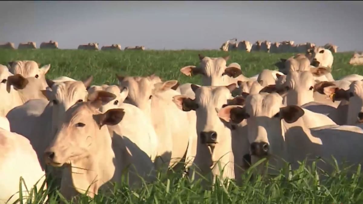 Mês da Saúde Animal destaca combate à brucelose na Bahia em 2026