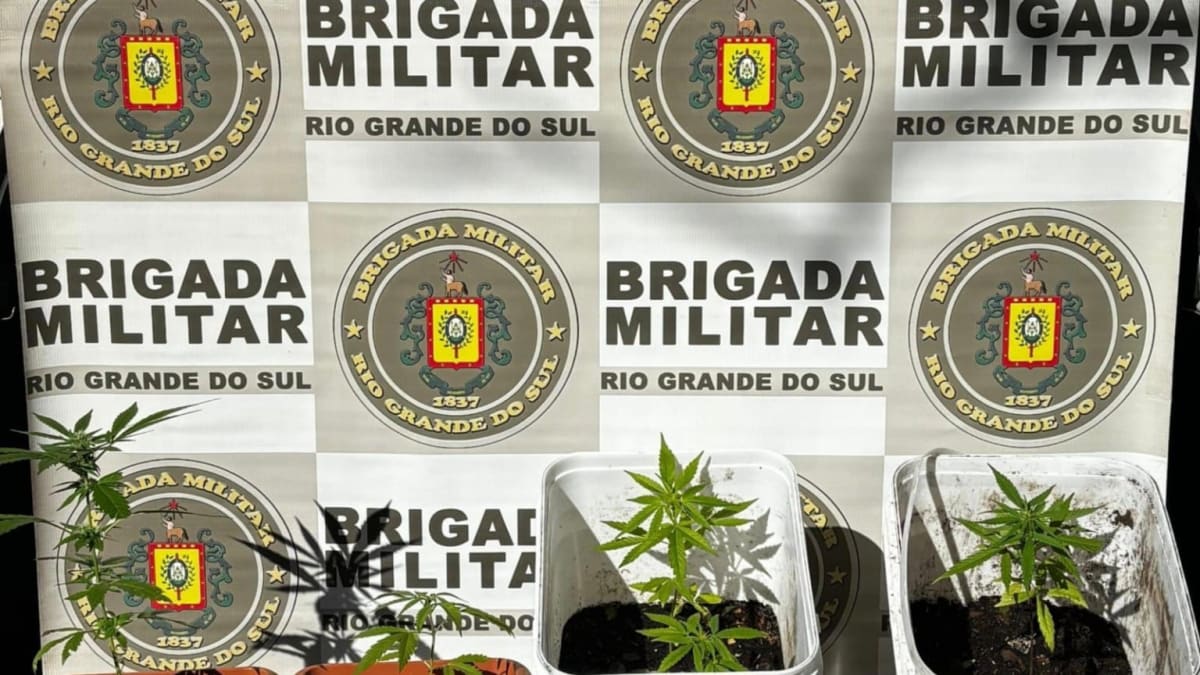 Polícia apreende seis pés de maconha em área próxima ao antigo britador na Estrada da Britola